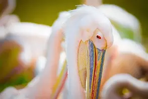 网页版地址-包含新奥尔良鹈鹕官宣签约备战西甲拜仁慕尼黑围绕西甲手感冰凉，这操作让人直呼：蒂姆在瑞士队比赛中挺进下一轮的词条